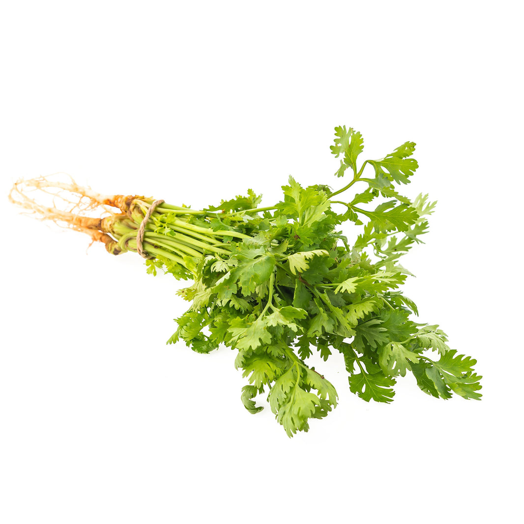 Cilantro