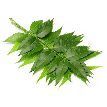 Mfg Neem Leaves 100 Gm