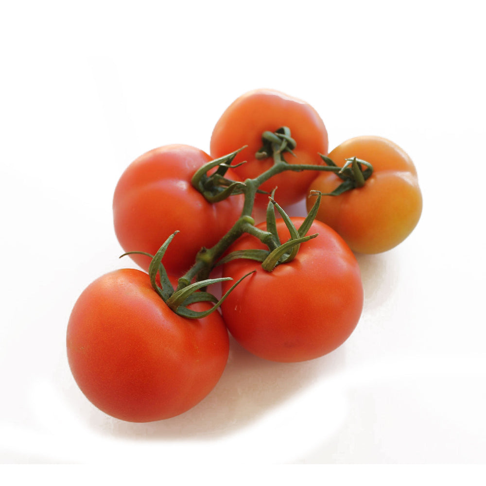 Tomato Regular